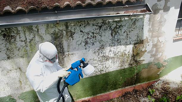 Trusted Basement Mold Remediation service in Roslyn, PA - Cheap Mold Removal